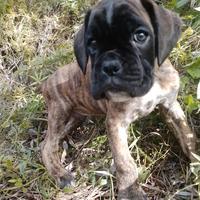 Cuccioli di Boxer