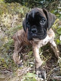 Cuccioli di Boxer