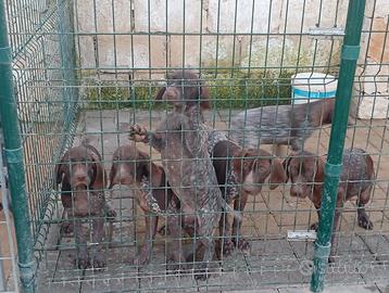 Cuccioli Bracco Tedesco