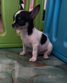 Chihuahua