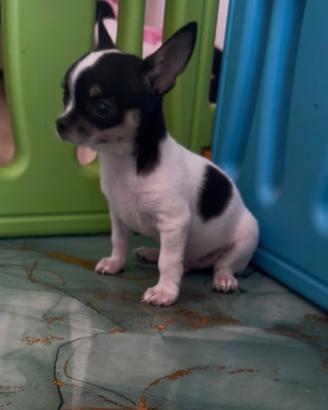 Chihuahua
