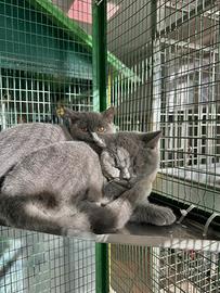 British Shorthair