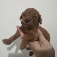 Barboncino Toy subito disponibili