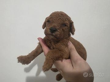 Barboncino Toy subito disponibili