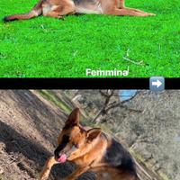 Cuccioli pastore tedesco