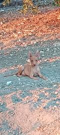 Cirneco dell' Etna