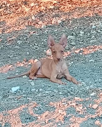 Cirneco dell' Etna