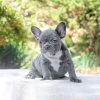 Cucciolo di Bulldog Francese grigio