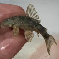 Pesci Tropicali LoricaridiPeckoltia Vittata wild