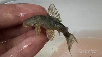 Pesci Tropicali LoricaridiPeckoltia Vittata wild