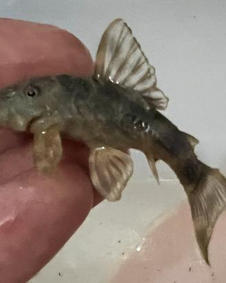 Pesci Tropicali LoricaridiPeckoltia Vittata wild