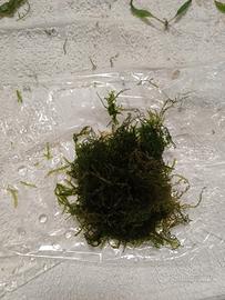 Weeping moss