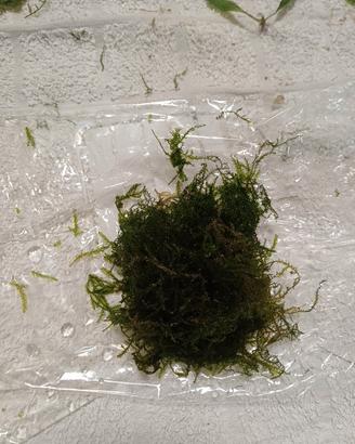 Weeping moss