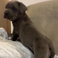 CUCCIOLO CANE CORSO FEMMINA -pedigree Enci