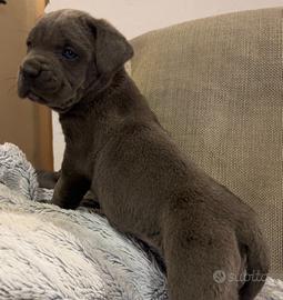CUCCIOLO CANE CORSO FEMMINA -pedigree Enci