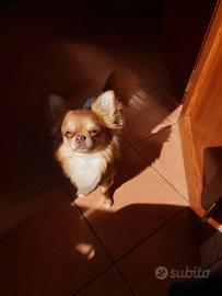 Chiuahua per accoppiamento