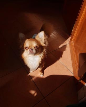 Chiuahua per accoppiamento