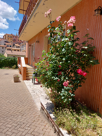 Monteflavio appartamento +rustico e seminterrato