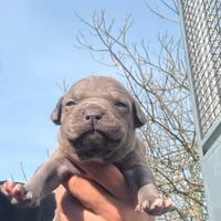 Cuccioli di american pitbull terrier blue fawn