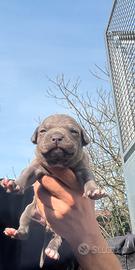 Cuccioli di american pitbull terrier blue fawn