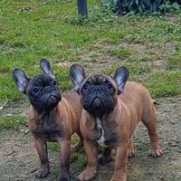 Bouledogue francese