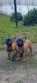 Bouledogue francese