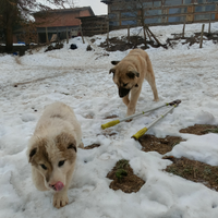 Cane da guardia e guardiania