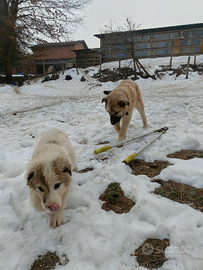 Cane da guardia e guardiania