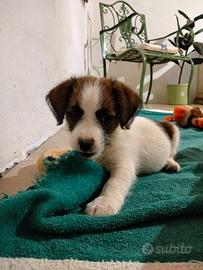 Cuccioli Jack Russell