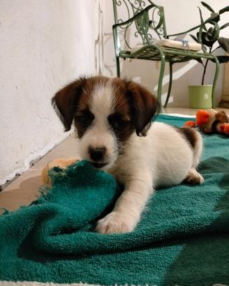 Cuccioli Jack Russell