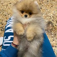 Spitz di Pomerania per accoppiamento