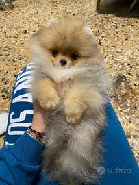 Spitz di Pomerania per accoppiamento