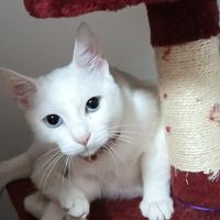 Gattina