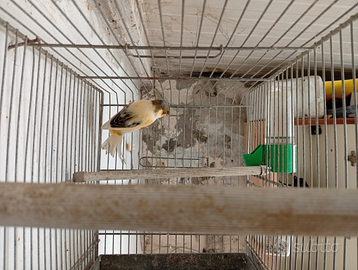 Canarino &gabbia