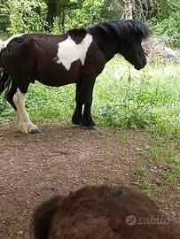 Stalloncino pony