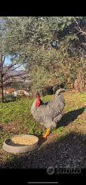 Gallo di razza