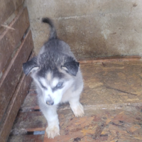 Husky siberiano