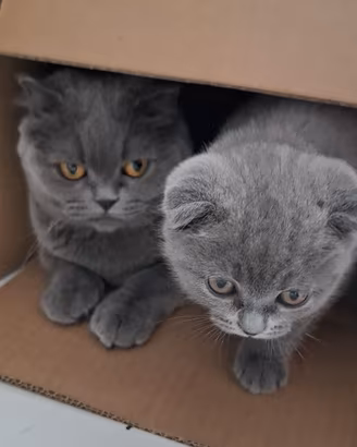 Ultima gattina Scottish fold