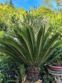 Cycas