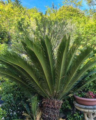 Cycas