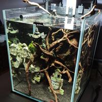 Acquario Caridinaio Aquael Shrimp set 30lt.