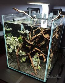 Acquario Caridinaio Aquael Shrimp set 30lt.