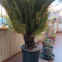 cycas