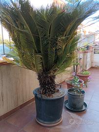 cycas