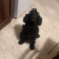 Cocker per accoppiamento