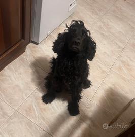 Cocker per accoppiamento