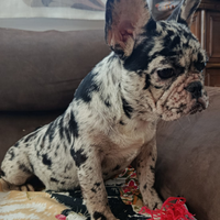 Cucciola bulldog francese merle