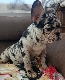 Cucciola bulldog francese merle