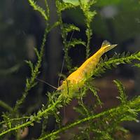 Lotto 10x Neocaridine Davidi "Yellow Neon"