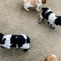 Cuccioli di breton
